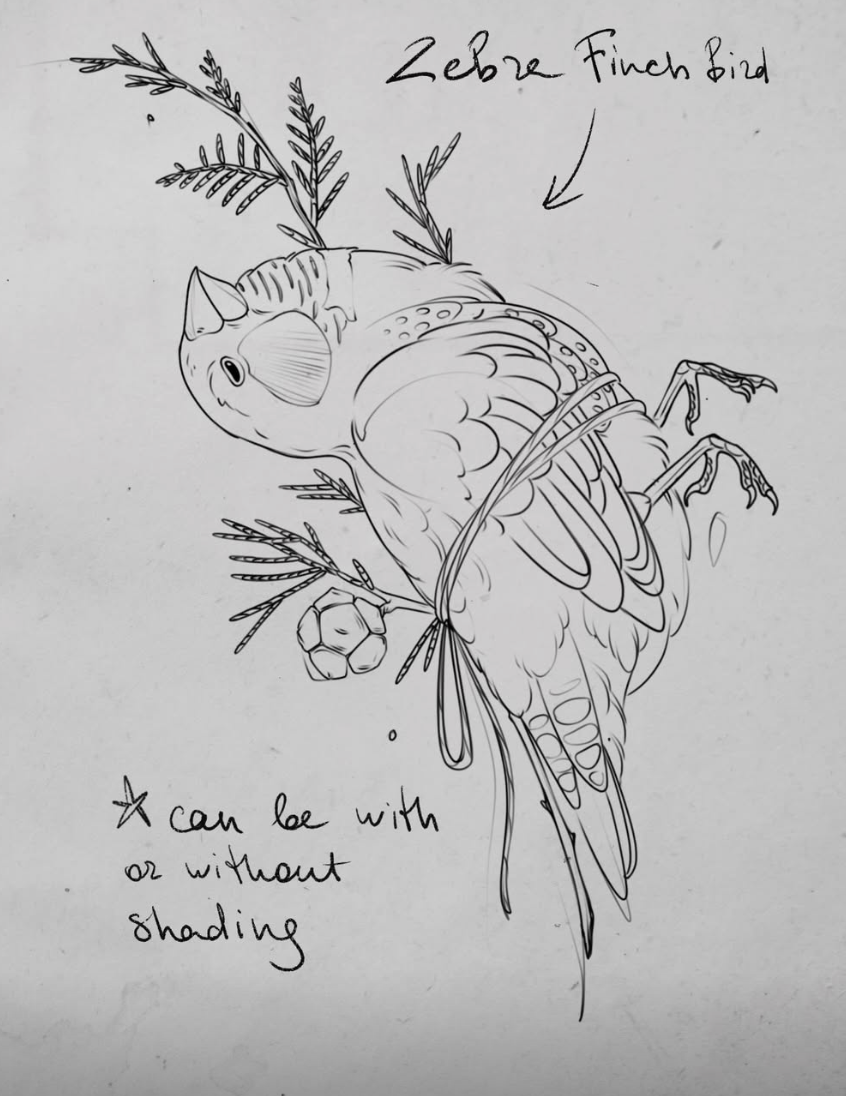 Original tattoo design — sketch of a zebra finch bird on a branch — tattoo design Barcelona